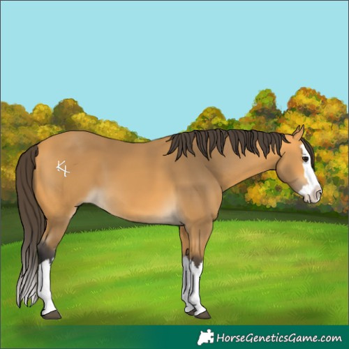 Horse Color:Buckskin Splash 