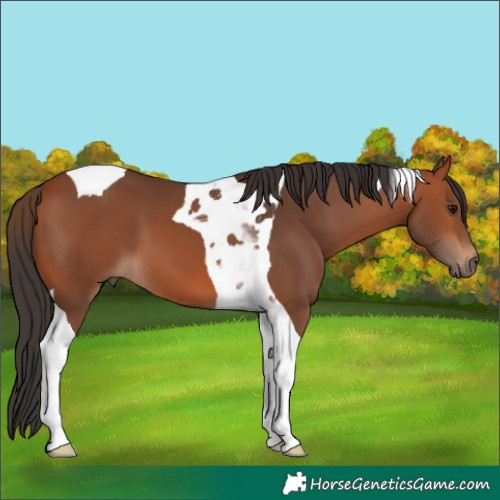 Horse Color:Bay Tobiano 
