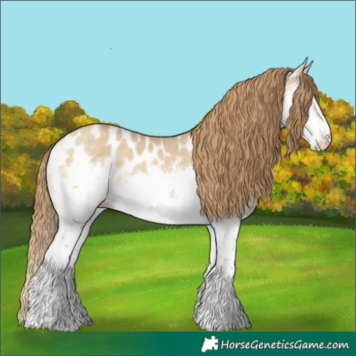 Horse Color:Amber Cream Champagne Dun Splash Appaloosa 