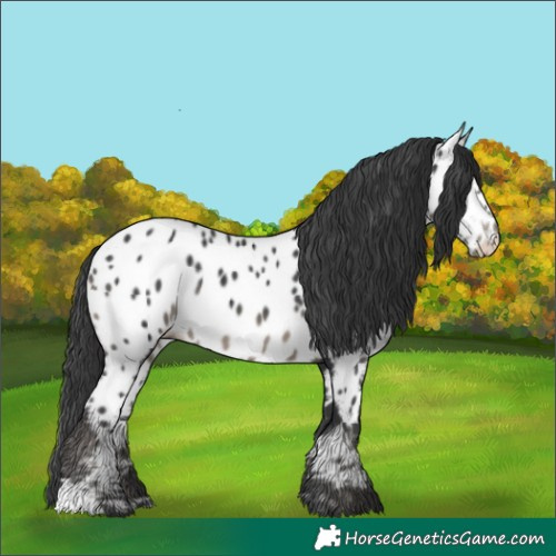 Horse Color:Black Appaloosa 