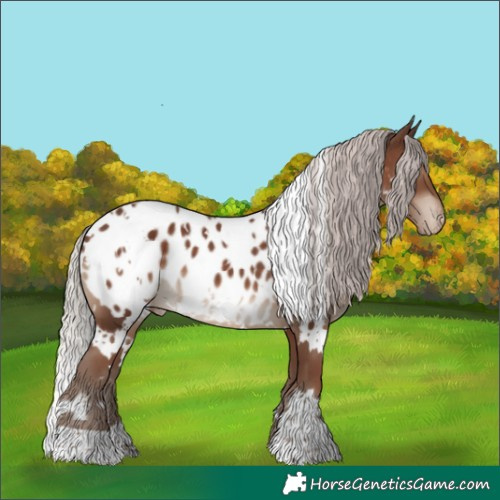 Horse Color:White Spotted Silver Black Appaloosa