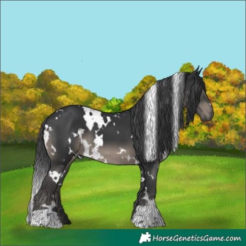 Horse Color:White Spotted Black 