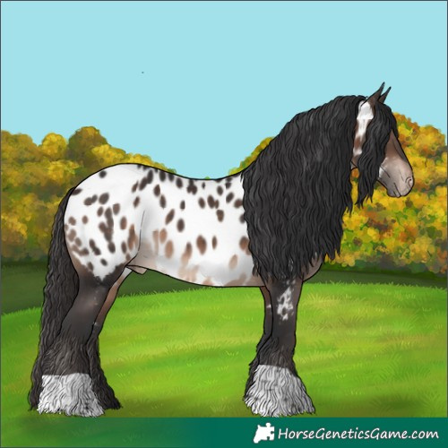 Horse Color:Brown Appaloosa