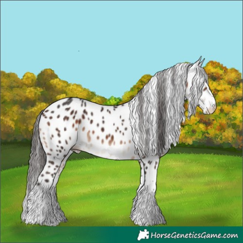 Horse Color:Brown Sabino Appaloosa