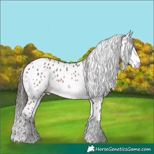 Horse Color:Bay Sabino Appaloosa 