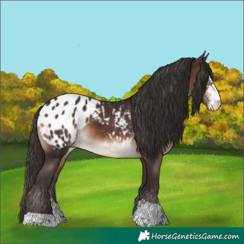 Horse Color:Brown Sabino Appaloosa 