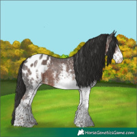 Horse Color:White Spotted Liver Chestnut Appaloosa