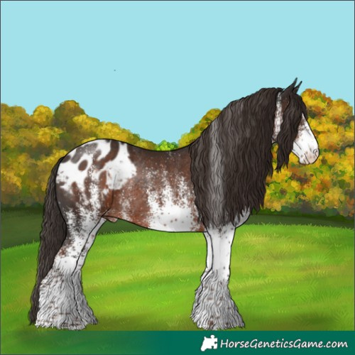 Horse Color:White Spotted Liver Chestnut Appaloosa Rabicano 