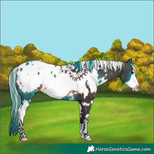 Horse Color:White Spotted Bay Frame Appaloosa Rabicano 