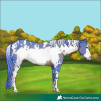 Horse Color:Watercolor White Spotted Liver Chestnut Frame Rabicano 