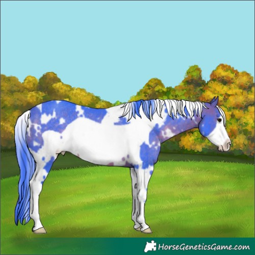 Horse Color:Watercolor White Spotted Brown Frame Rabicano 