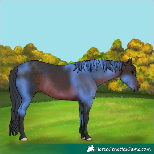 Horse Color:Brown 