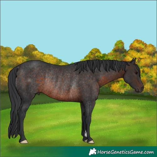 Horse Color:Brown Rabicano 