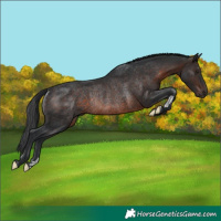 Horse Color:Brown Rabicano 