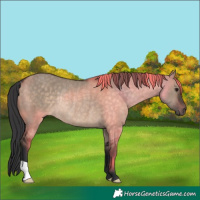 Horse Color:Brown Dun Rabicano