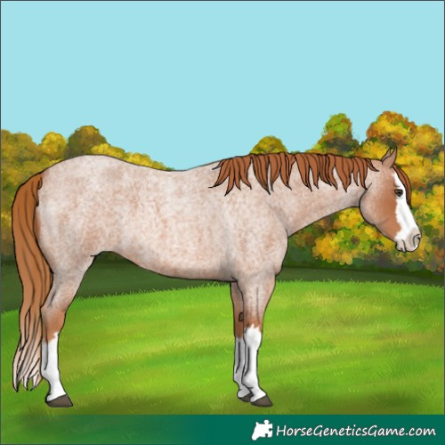 Horse Color:Red Roan Splash 