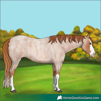 Horse Color:Red Roan Splash 