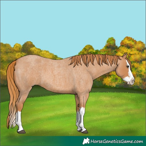 Horse Color:Red Roan Splash