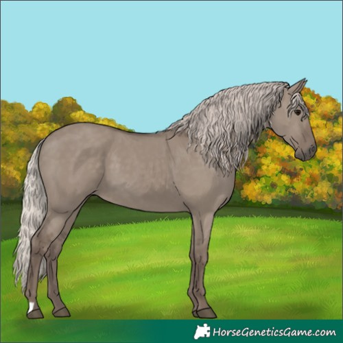 Horse Color:Silver Grullo 