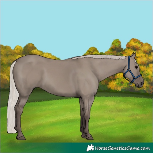 Horse Color:Silver Grullo 