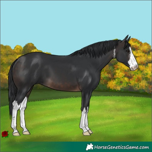 Horse Color:White Spotted Brown 