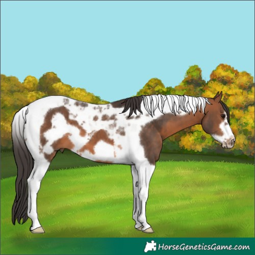 Horse Color:Bay Tobiano Frame