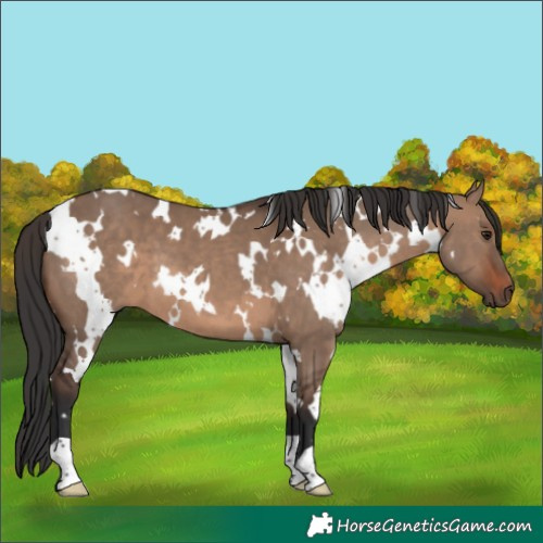Horse Color:White Spotted Brown Dun 