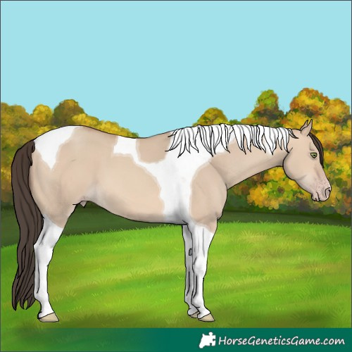 Horse Color:Amber Champagne Dun Tobiano 