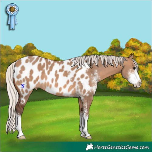 Horse Color:Silver Brown Dun Sabino Appaloosa 