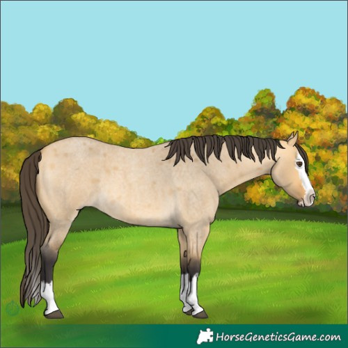Horse Color:Buckskin Roan Dun Splash 