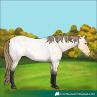 Horse Color:Buckskin Roan Dun Blanket 