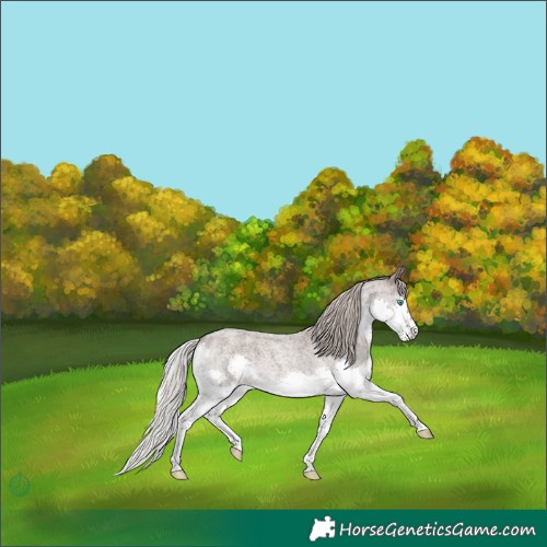 Horse Color:Silver Blue Roan Splash 