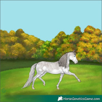 Horse Color:Silver Blue Roan Splash 
