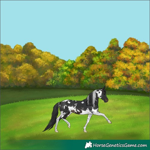 Horse Color:White Spotted Brown Tobiano
