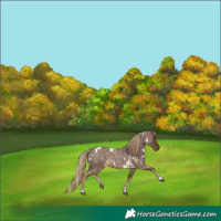 Horse Color:White Spotted Chocolate Palomino Roan 