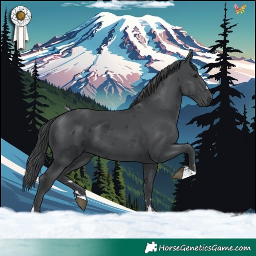 Horse Color:Black Merle
