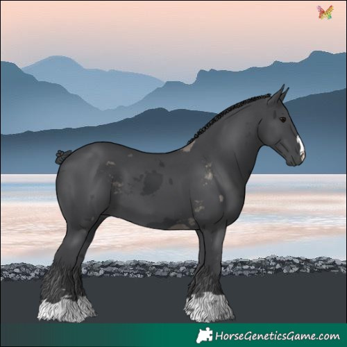 Horse Color:Black Merle 