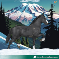 Horse Color:Black Merle