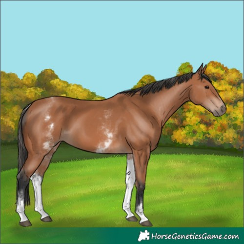 Horse Color:White Spotted Bay 