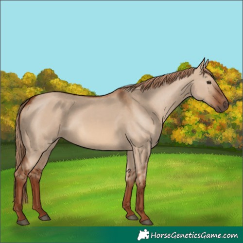 Horse Color:Red Dun 
