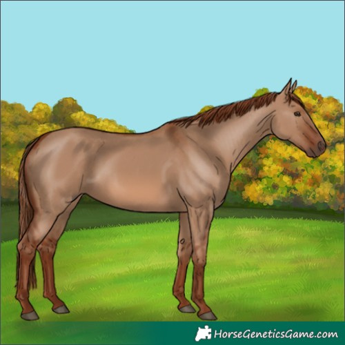 Horse Color:Red Dun