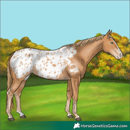 Horse Color:Chestnut Splash Blanket