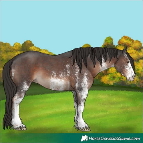Horse Color:Unknown 