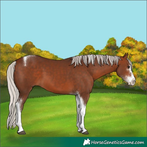 Horse Color:Silver Brown Sabino Tobiano 
