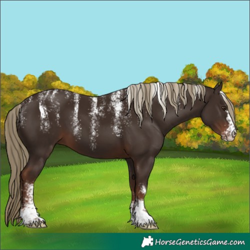 Horse Color:Unknown 