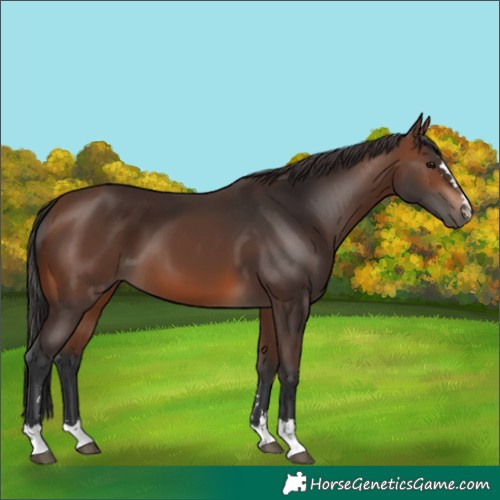Horse Color:Brown 