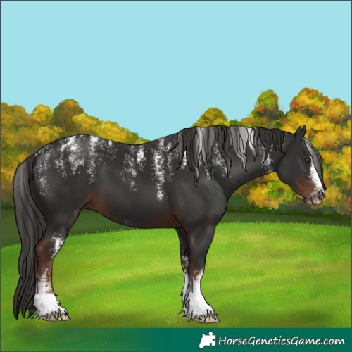 Horse Color:Unknown 