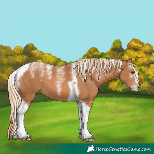 Horse Color:Unknown 