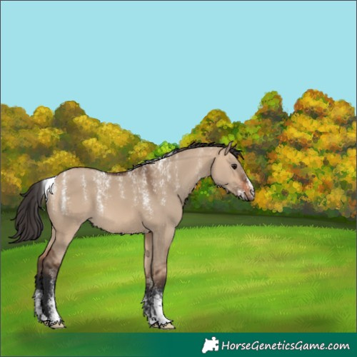 Horse Color:Unknown 