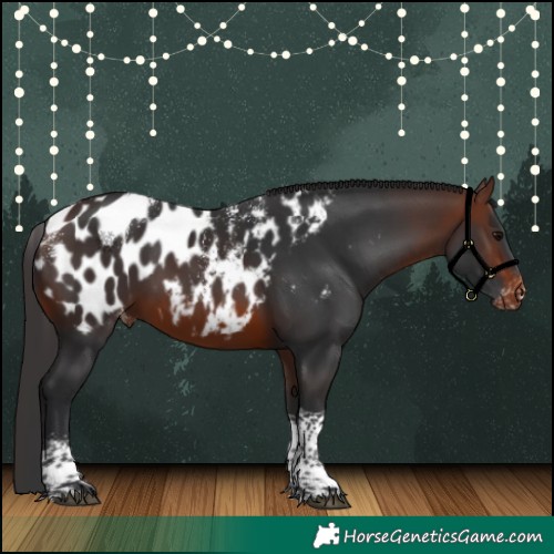 Horse Color:Powder White Brown Tobiano Near Leopard
